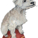 Schnoodle Dog