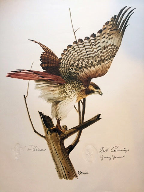 Red-Tailed Hawk by Richard Clifton - Original Painting - Ashley's Art  Gallery