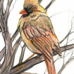 Cardinal, Bird