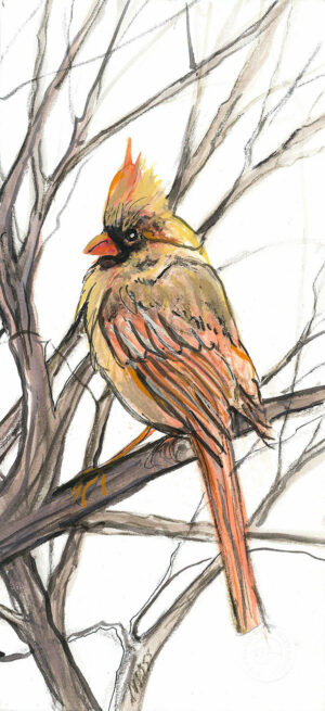 Cardinal, Bird